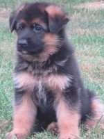 /album/fotogaleria-a-vrh/stence-5-tyzdnov-120-jpg/